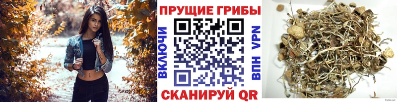 цена наркотик  Сорочинск  Галлюциногенные грибы MAGIC MUSHROOMS 